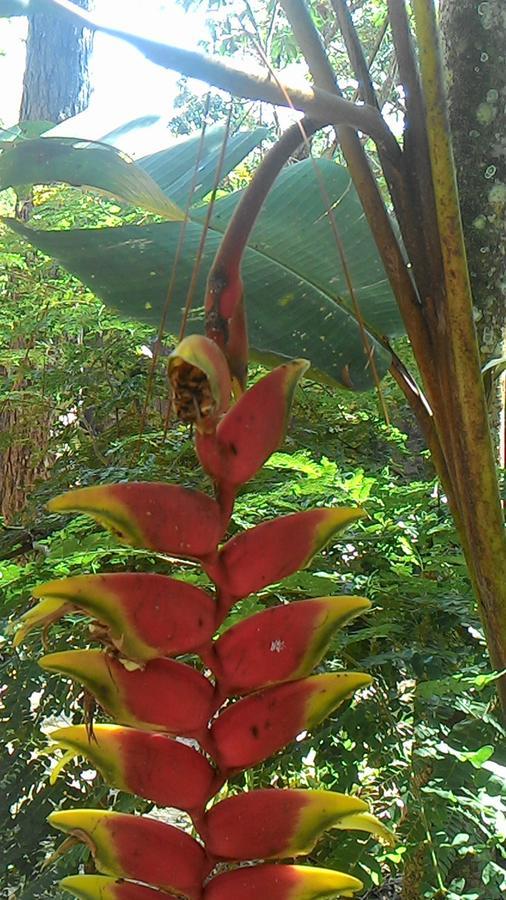 Chale Rancho Aratama Bed & Breakfast Jacarei Bagian luar foto