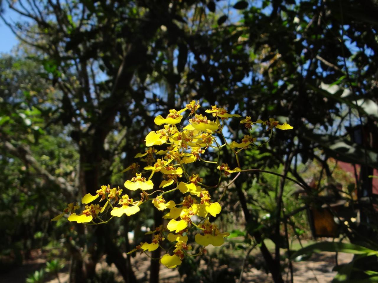 Chale Rancho Aratama Bed & Breakfast Jacarei Bagian luar foto